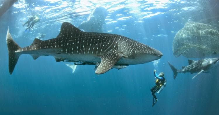 Diver swimming near whale shark in open ocean wildlife encounter