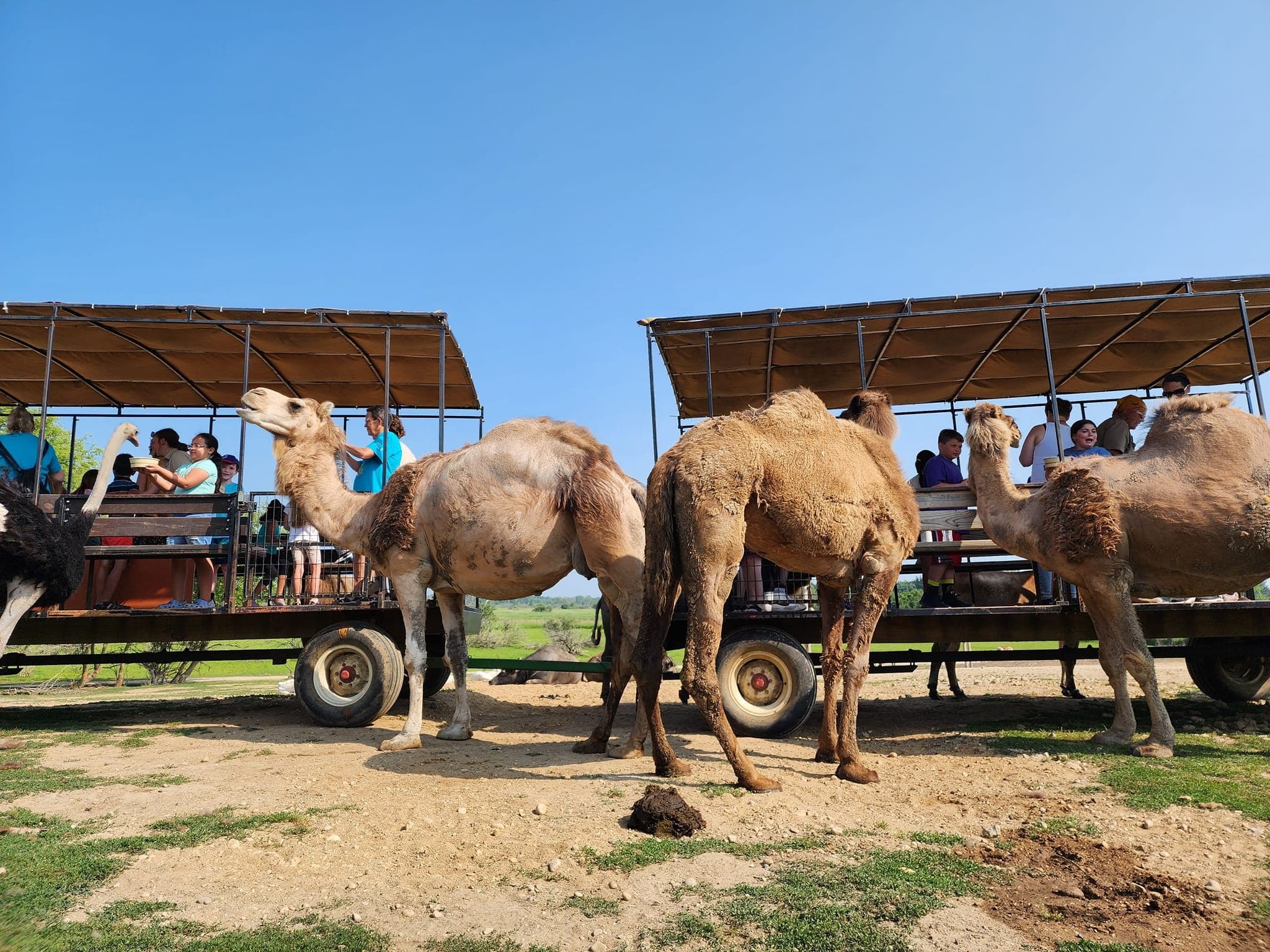 Guided Safari Adventure in Lake Geneva, Wisconsin