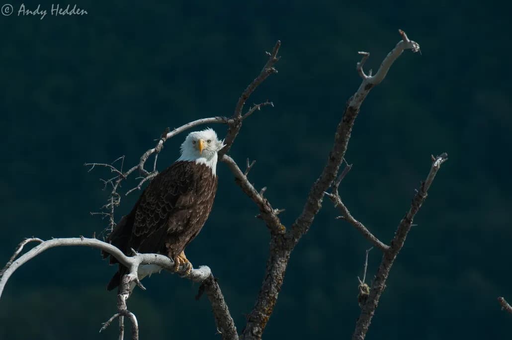 Afternoon Eagle Float on the Chilkat River: Haines Wildlife Drift Trip