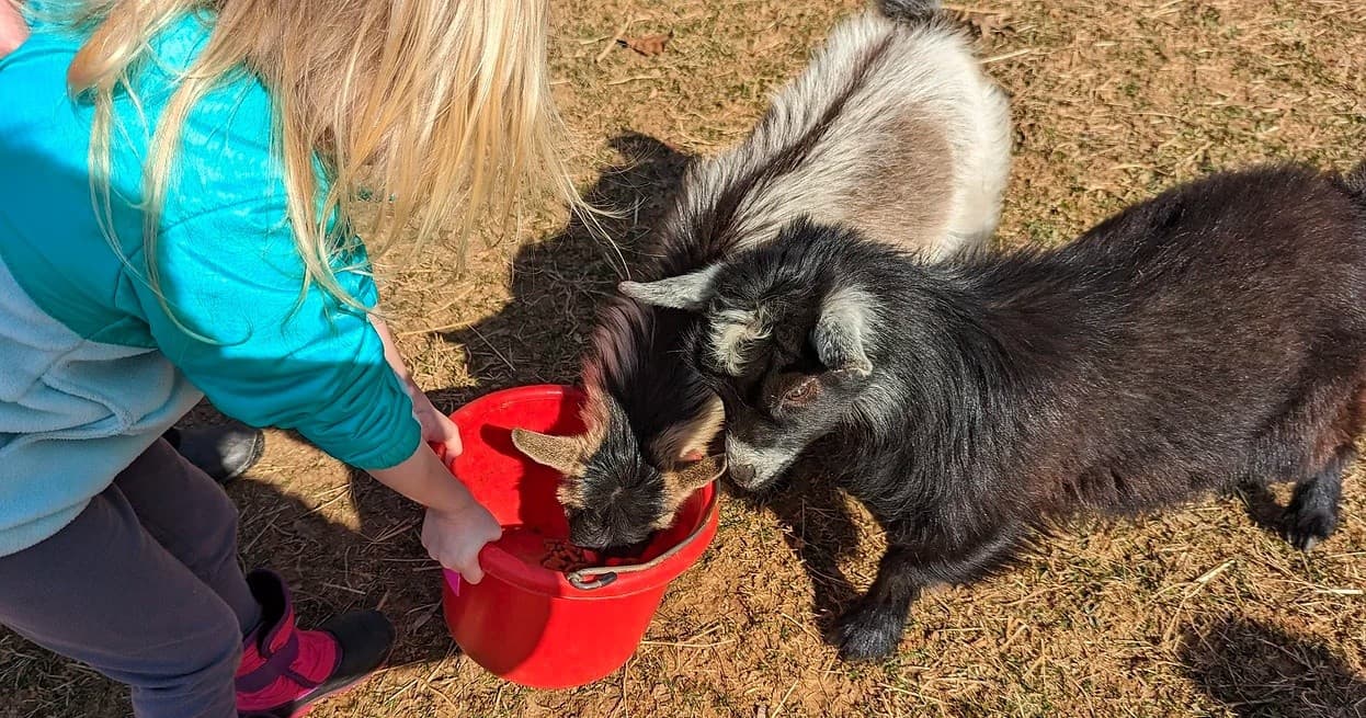 Up-Close Encounters with Maryland’s Most Charming Small Animals