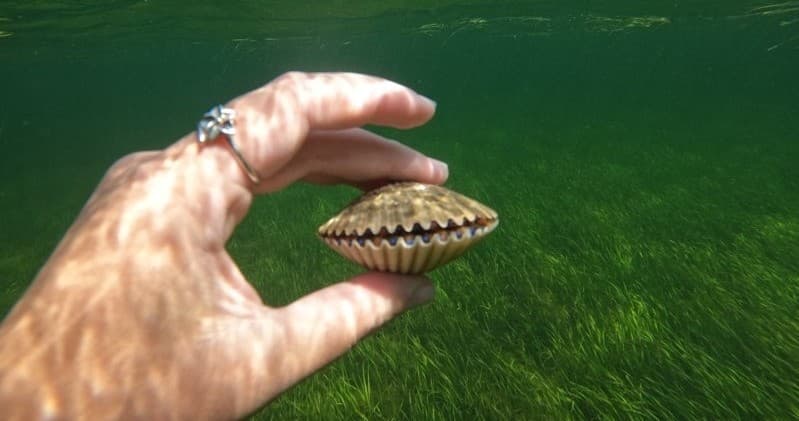 Scalloping Adventure in Crystal River: Gulf Snorkel & Bay Scallops photo 4