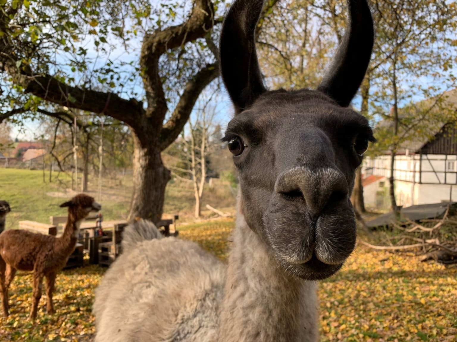 Alpaka-Picknick: One-Hour Alpaca & Llama Picnic at Auengrund 7, Saxony