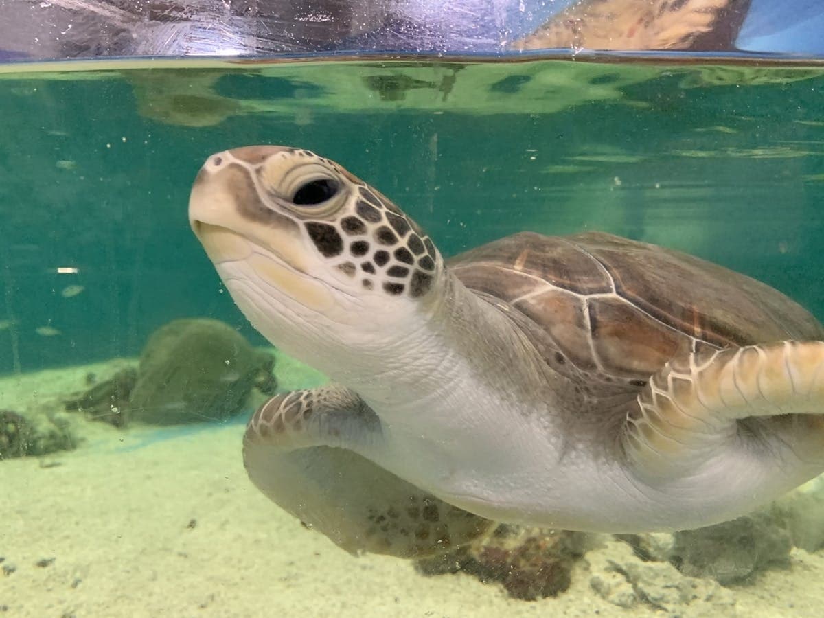 Green sea turtle swimming in aquarium reef tank at Cairns Aquarium