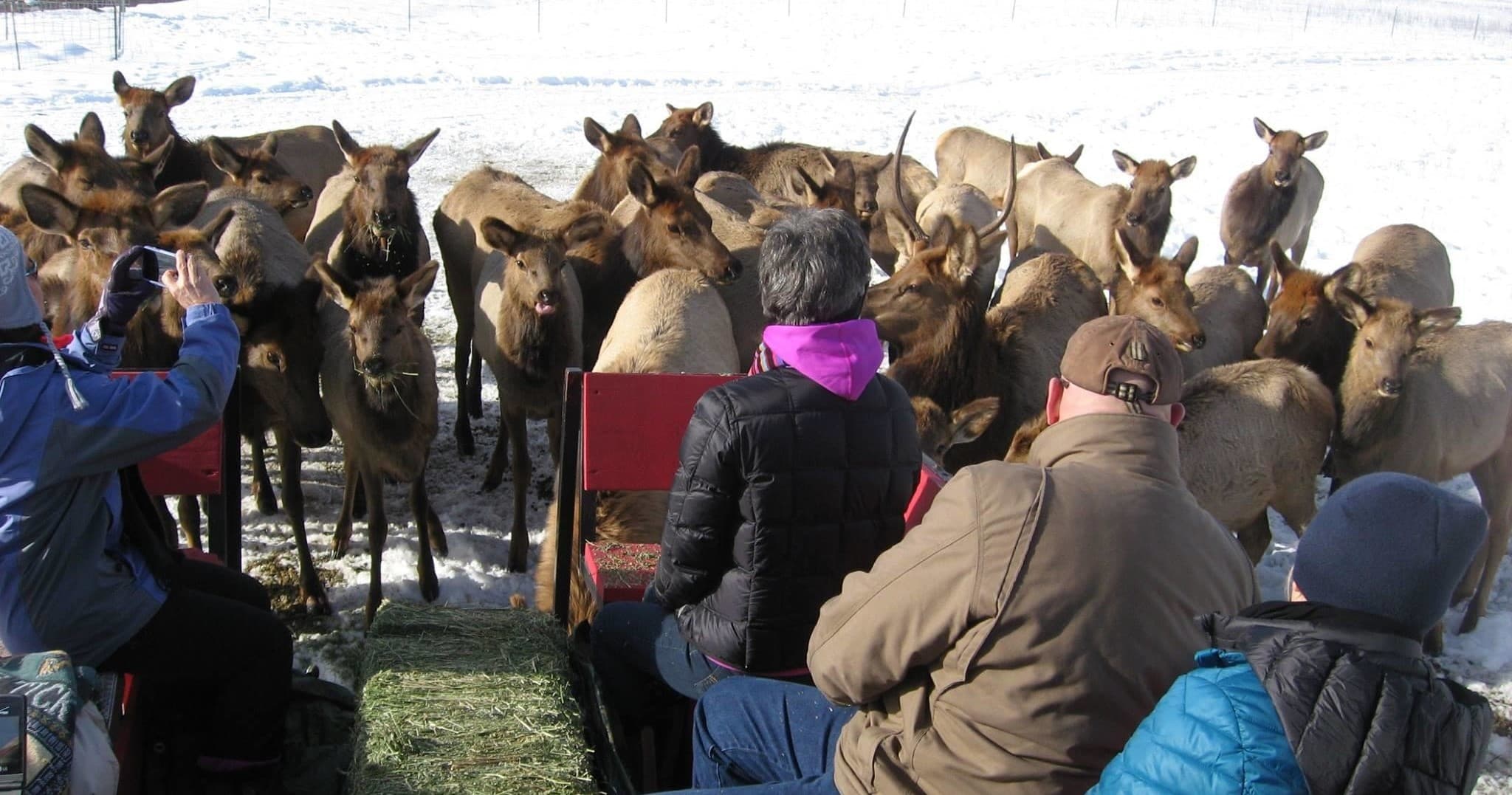 Idaho’s Garden Valley Small Private Sleigh Ride: Winter Wildlife and Scenic Serenity