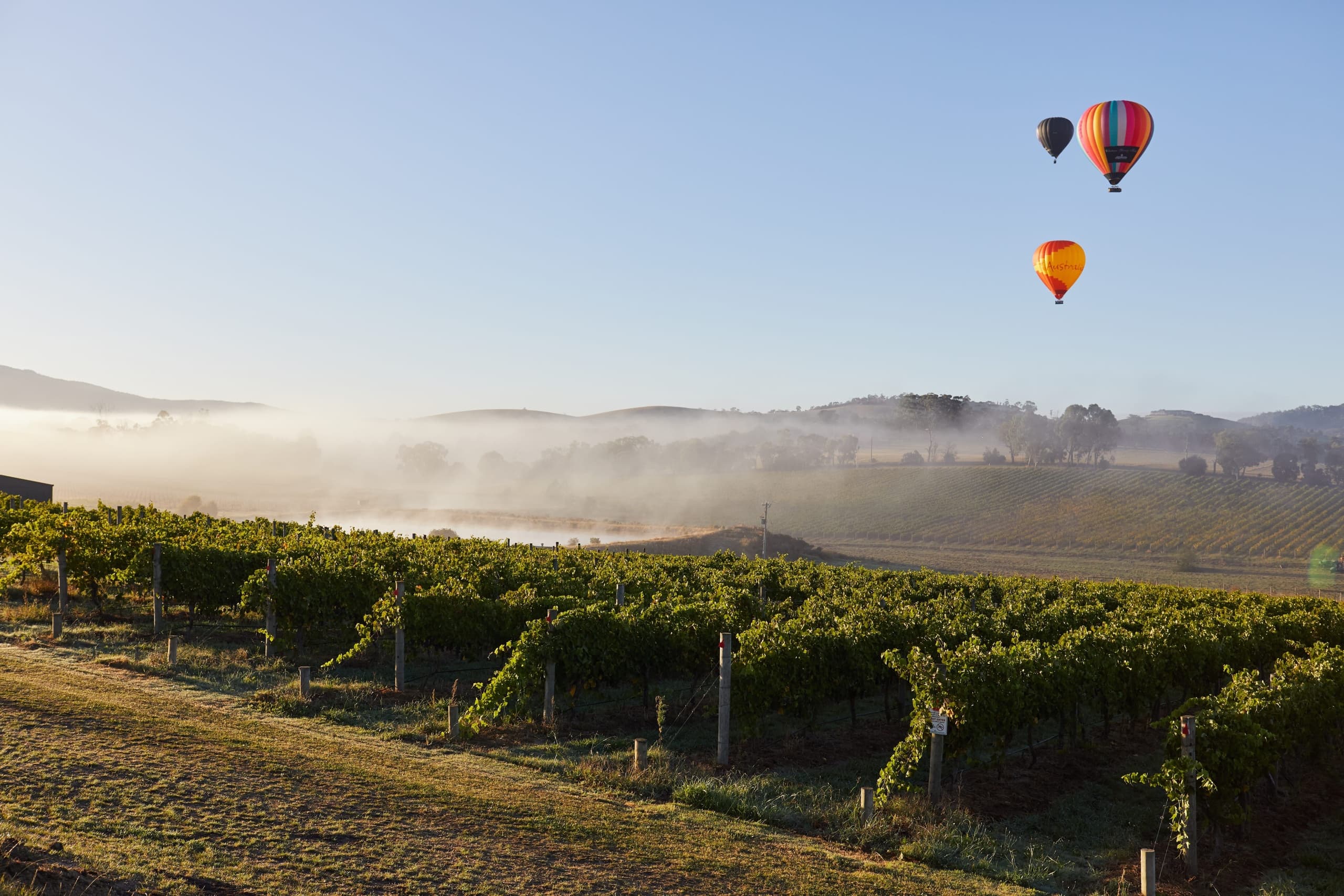 Hot air balloons over misty vineyard at sunrise, scenic flight