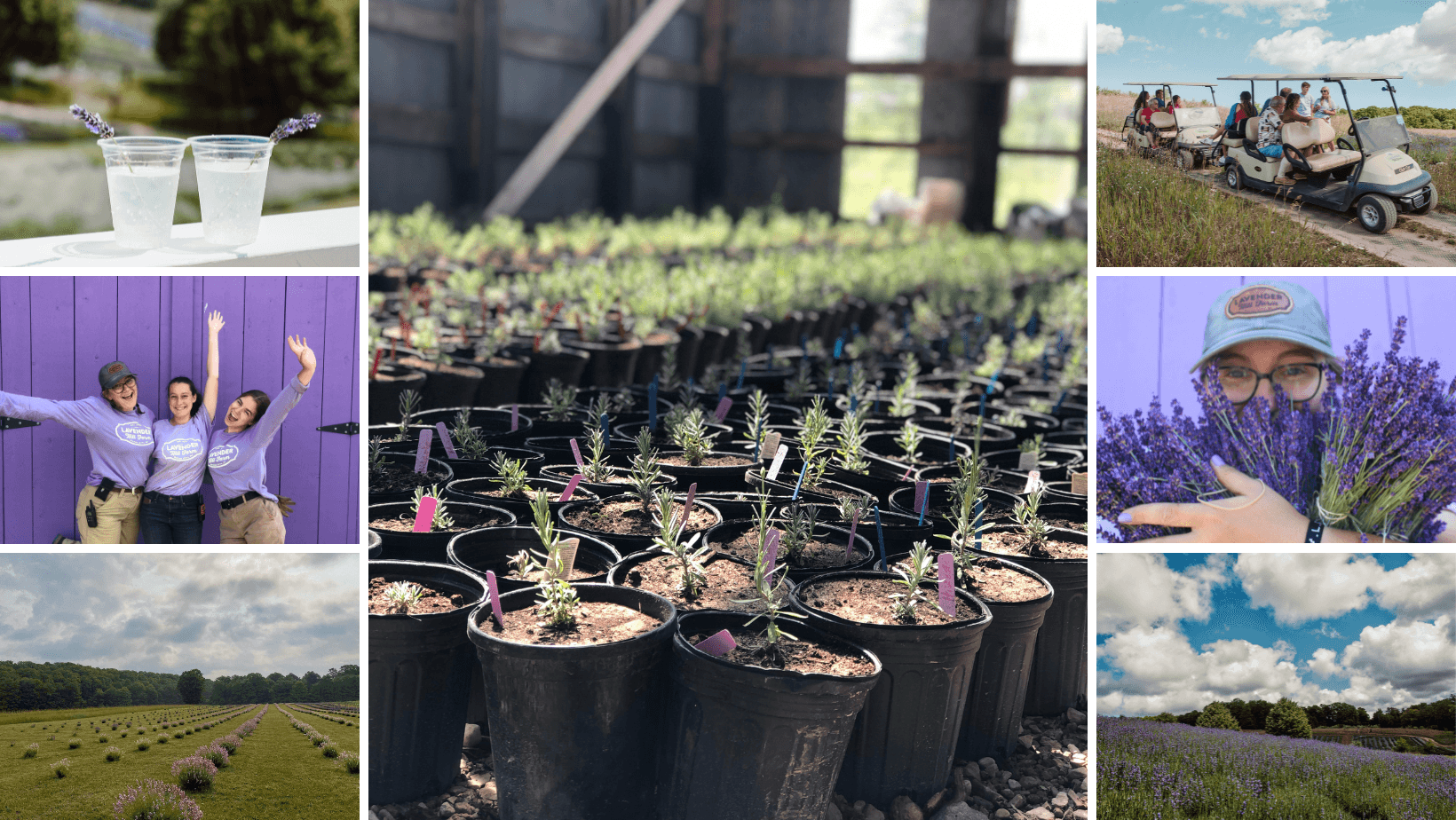 Lavender Planting Boot Camp in Boyne City, Michigan