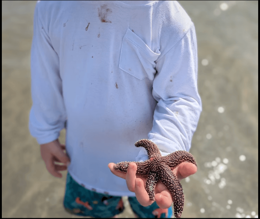 Wildlife & Nature Adventures with Tideline Tours in Folly Beach