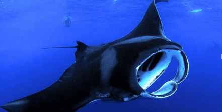 Night Snorkel with Manta Rays at Big Island Boat Tours