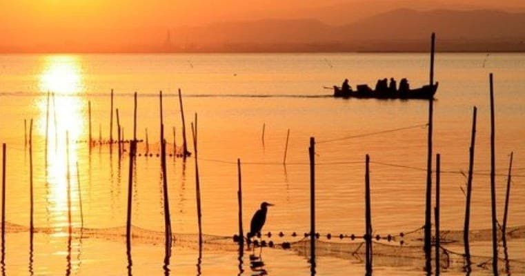 Lagoon Boat Tour and Wildlife Viewing near València