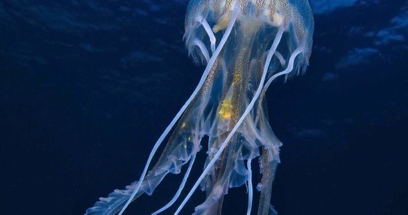 Guided Diving with Arbaspaa in Porto Venere Marine Area