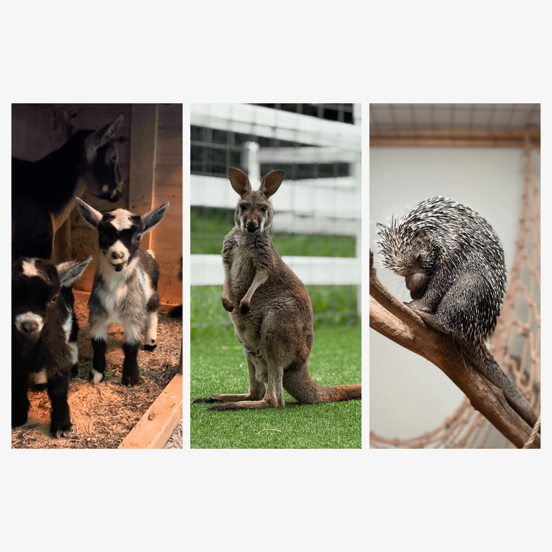 Indoor Animal Encounters at Eagle Eye Farm: River Falls’ Year-Round Hands-On Experience