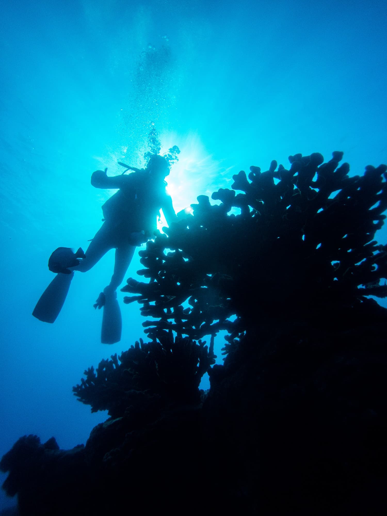 Niihau 3-Tank Boat Dive with Fathom Five in Koloa, HI