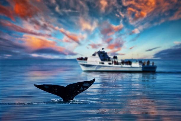 Luxury San Diego Whale Watching Experience Aboard the ODYSSEA Yacht