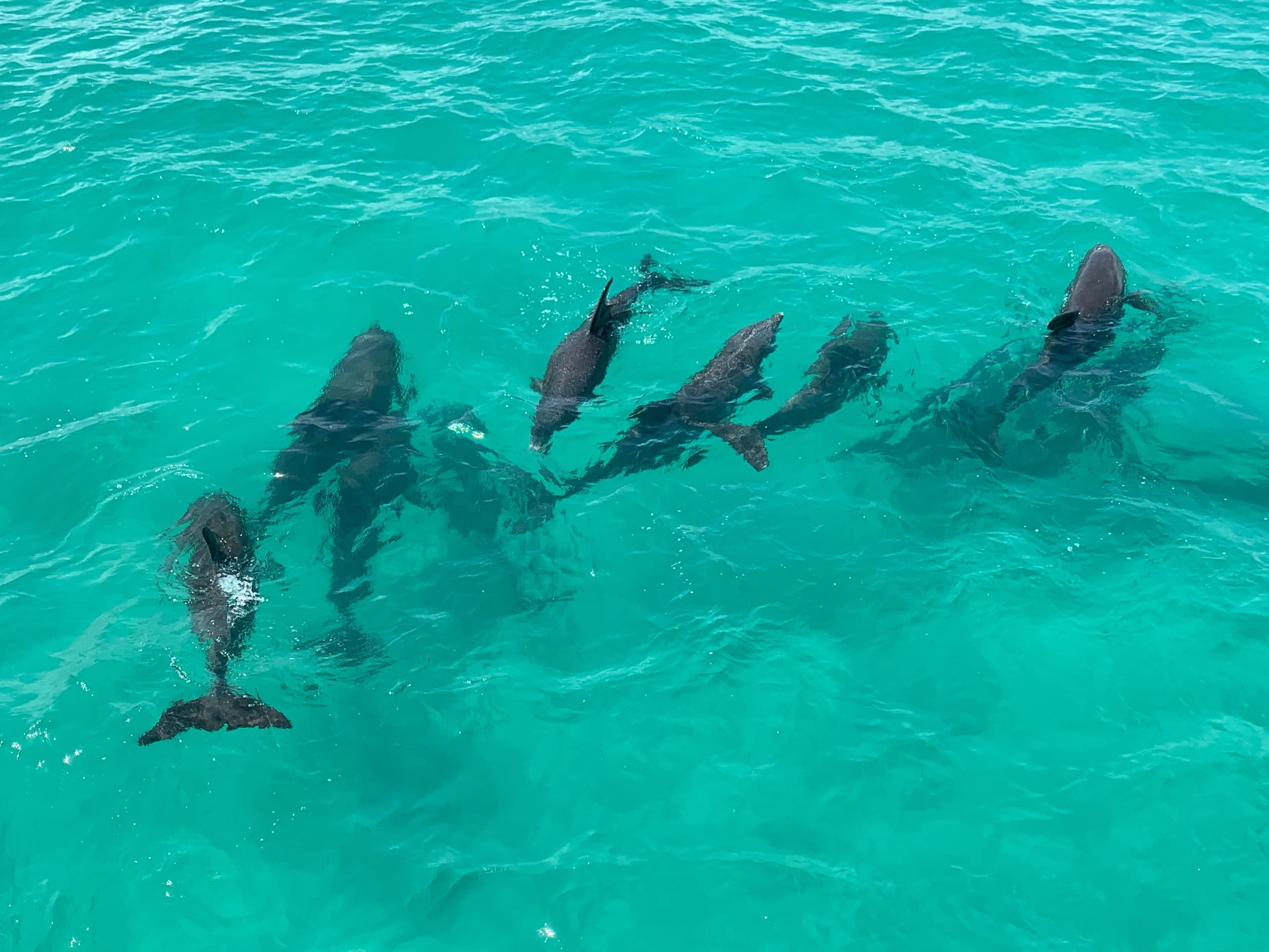 Pod of dolphins swimming in clear turquoise ocean, offshore