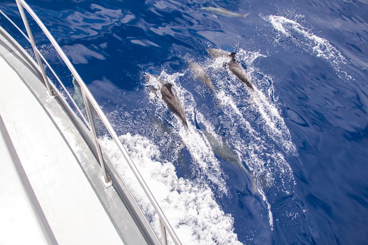 Boat cruising with dolphins swimming alongside in open ocean