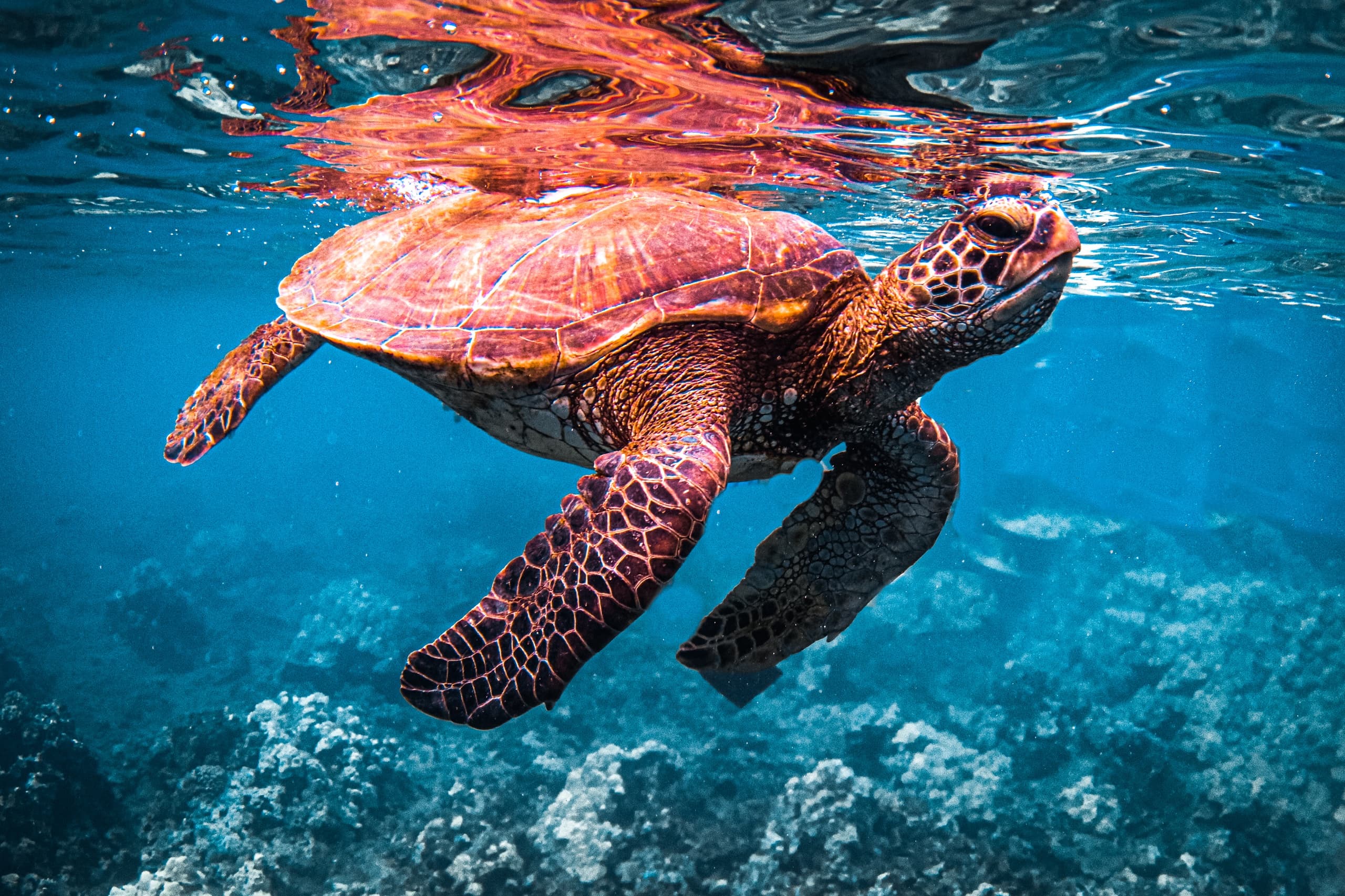 Afternoon West Maui Snorkel Adventure in Lahaina