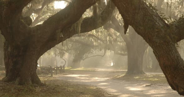 Moss-draped live oak avenue walkway on Cumberland Island