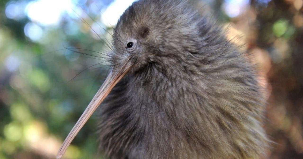 Land Adventures: Auckland to Rotorua Private Tour by TIME Unlimited Tours