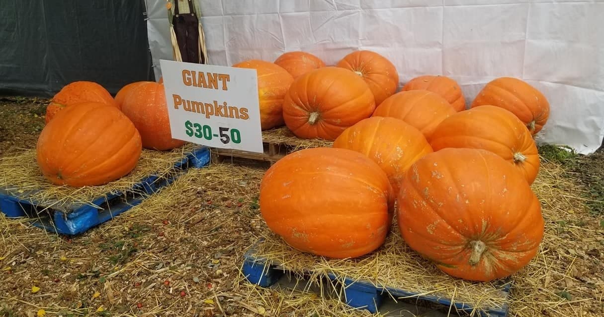 Pumpkin Patch Shopping at Kroll's Fall Harvest Farm