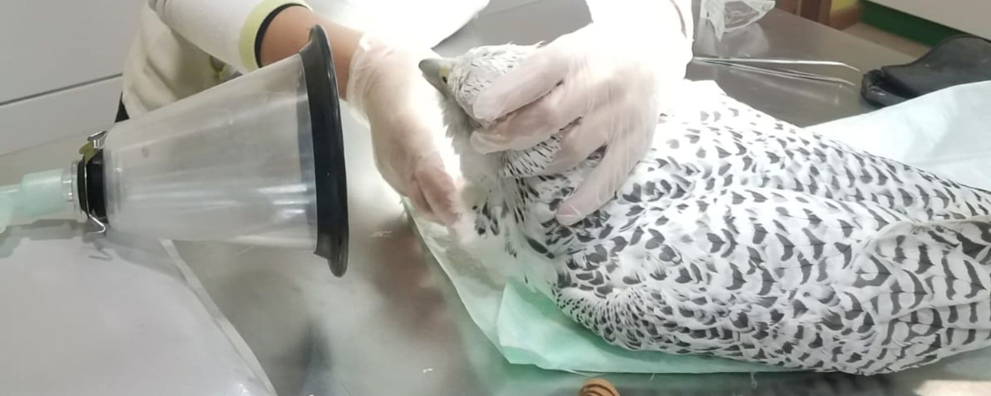 Wildlife Rehab Course at Fundació Zoo del Pirineu