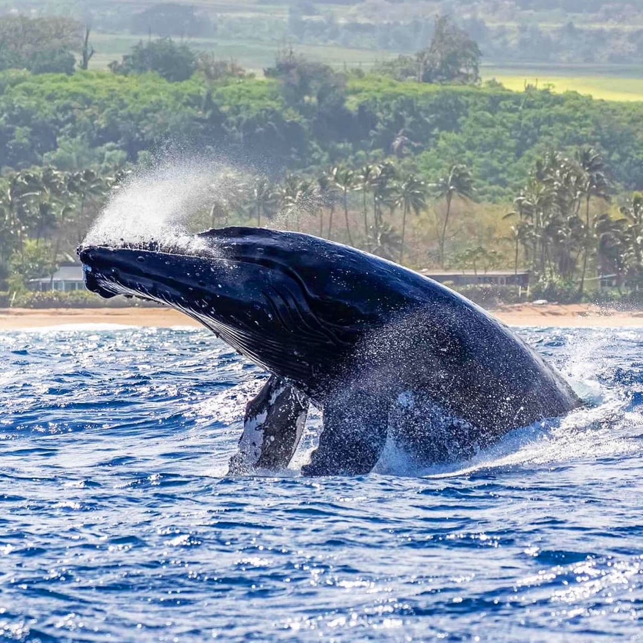 Whale Watch Safari in Haleiwa, Hawaii: Experience Majestic Giants