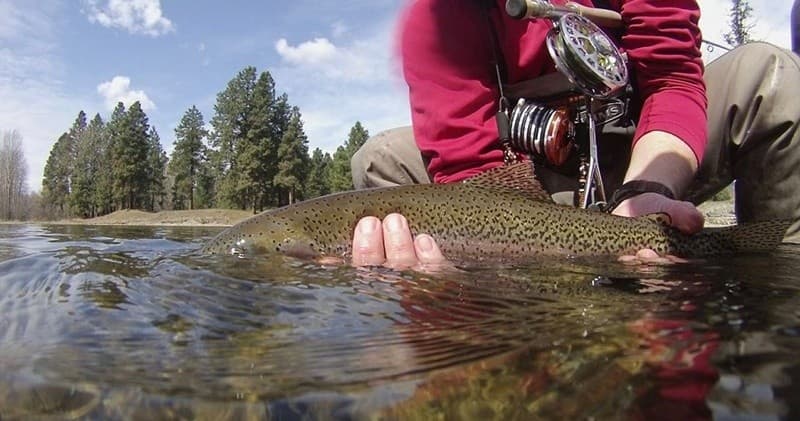 Fly angler releasing brown trout in shallow clear river