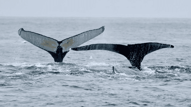 Kenai Fjords Catamaran Cruise: Whale Watching & Glacier-Ice Margaritas photo 4