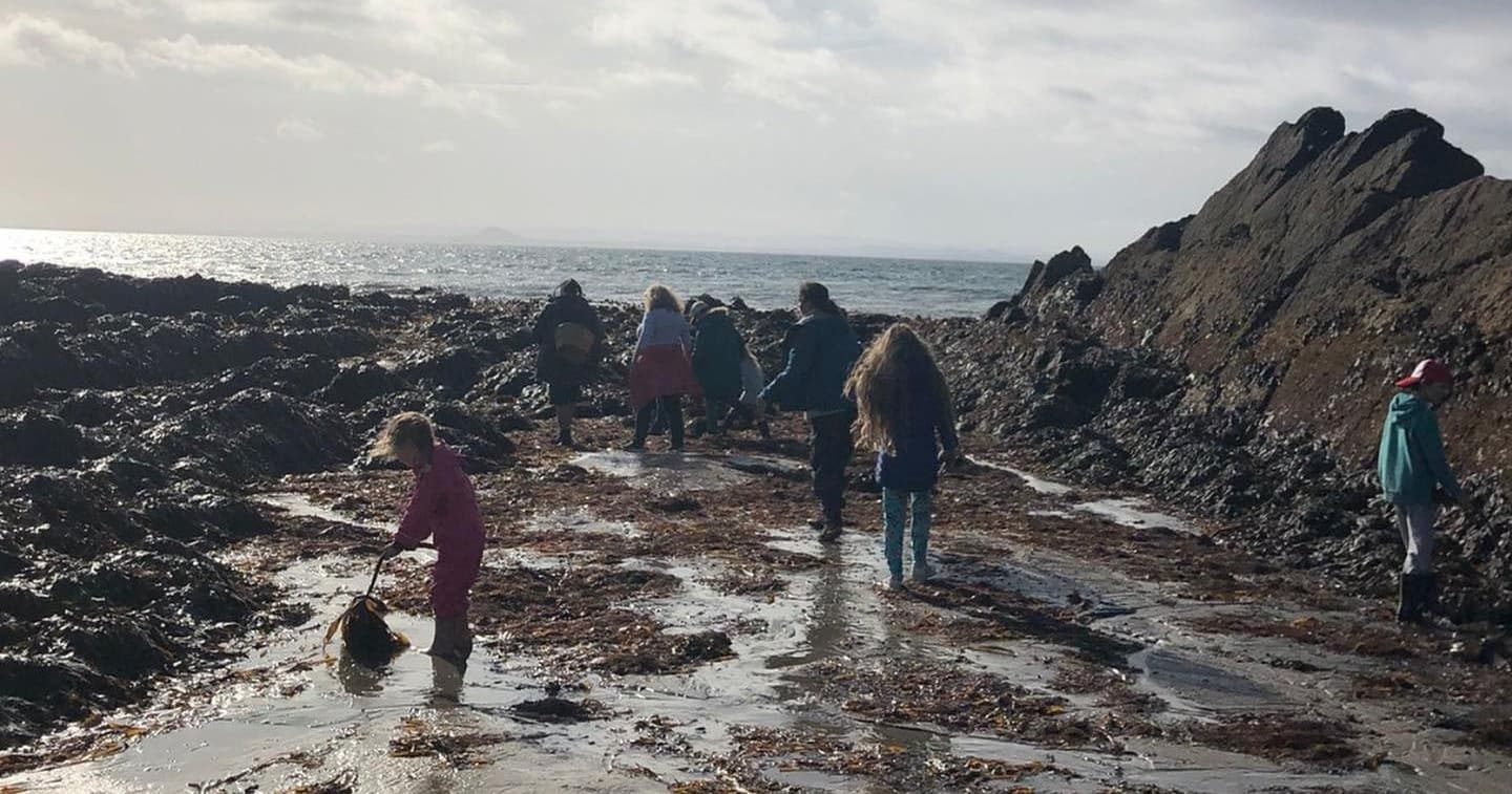 Group foraging seaweed on rocky intertidal shore near Scottish coast