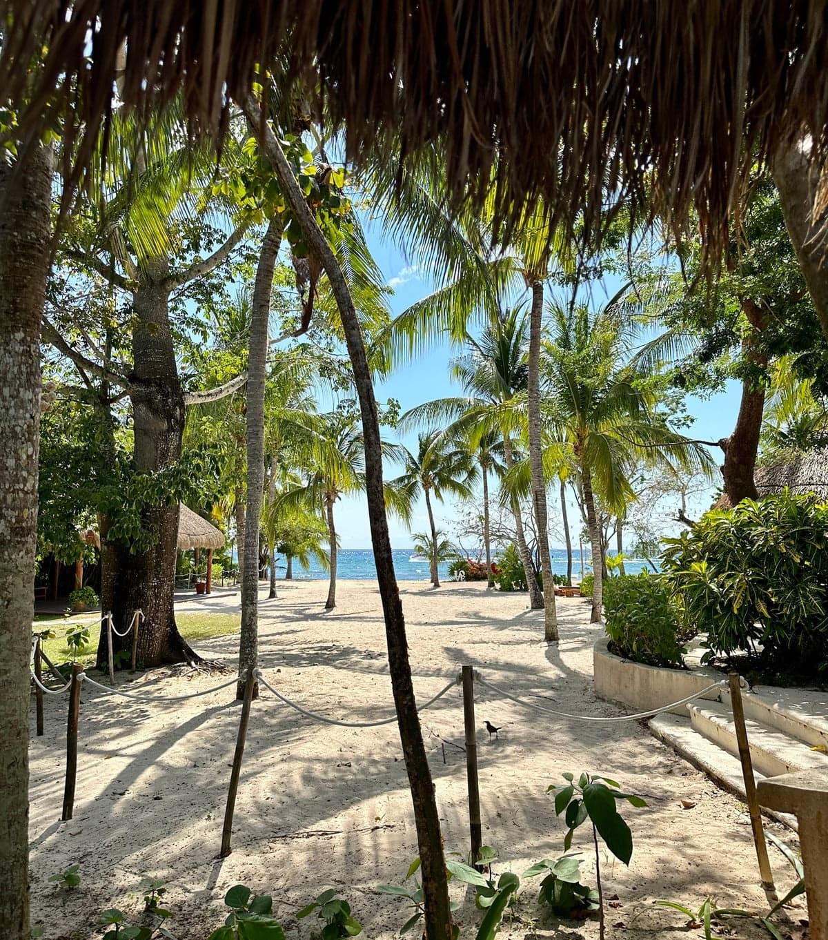 Scuba Diving in Cozumel with Dixie Divers