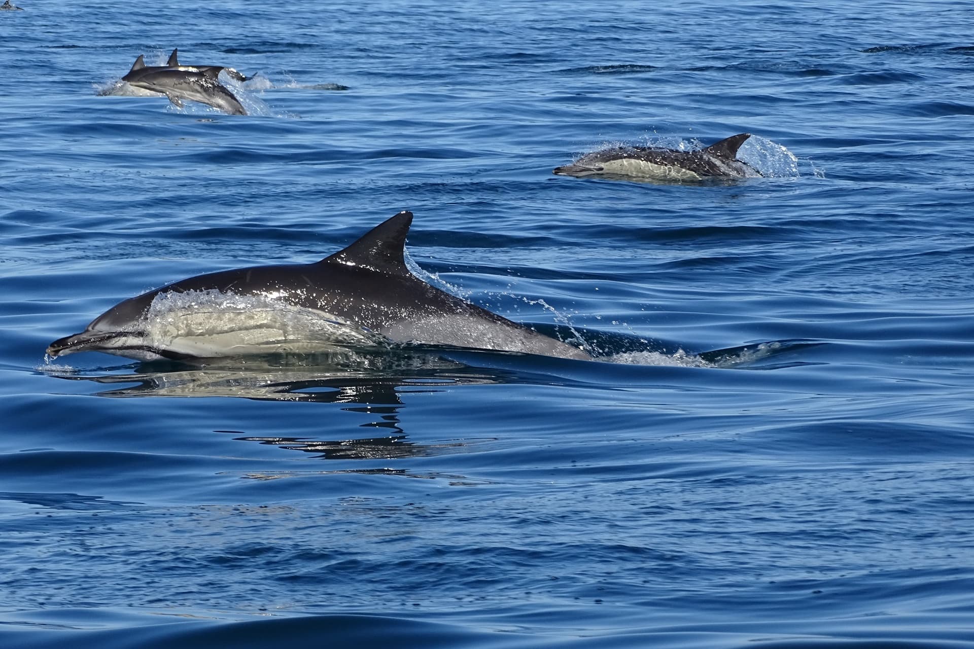 Dolphins and Sea Turtles off Faro: Formosamar Boat Trip in Ria Formosa photo 2