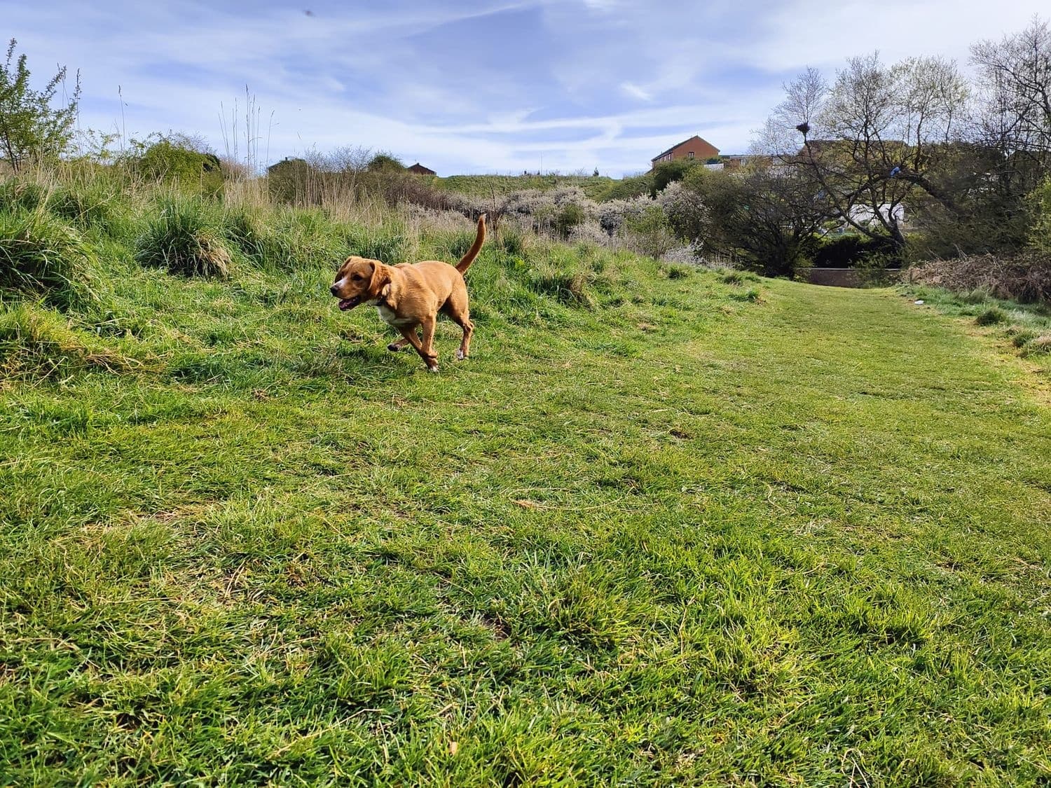Golden dog running across open grassy hillside with coastal view