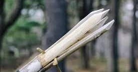 Sharpened wooden stakes for bushcraft traps or shelter in forest
