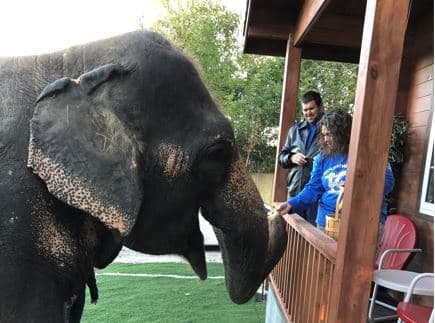 Wildlife & Lodging: Oklahoma Awesome Adventures with Elephants