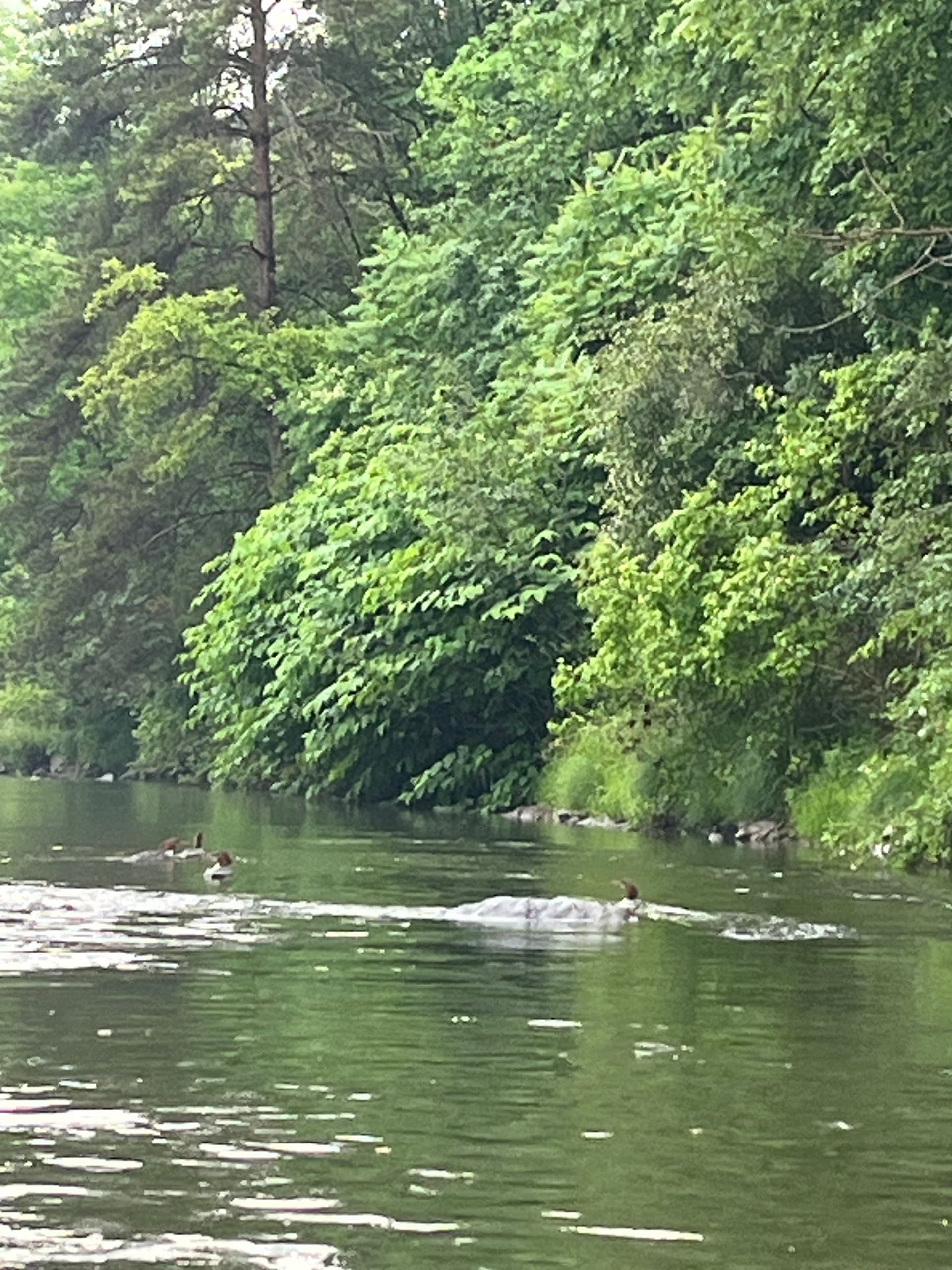 Paddle the Clarion River: 16-Mile Wilcox-to-Ridgway All-Day Adventure photo 1