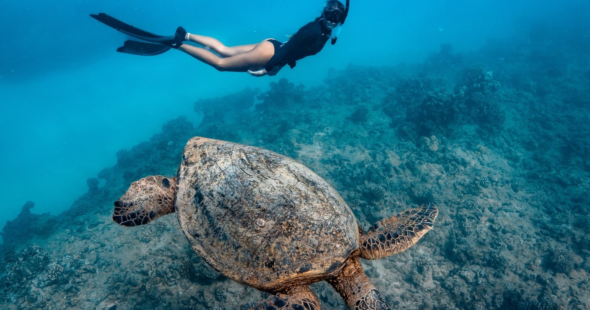 Private Turtle Canyon Snorkel: Small-Group Morning Tour from Waikiki photo 3
