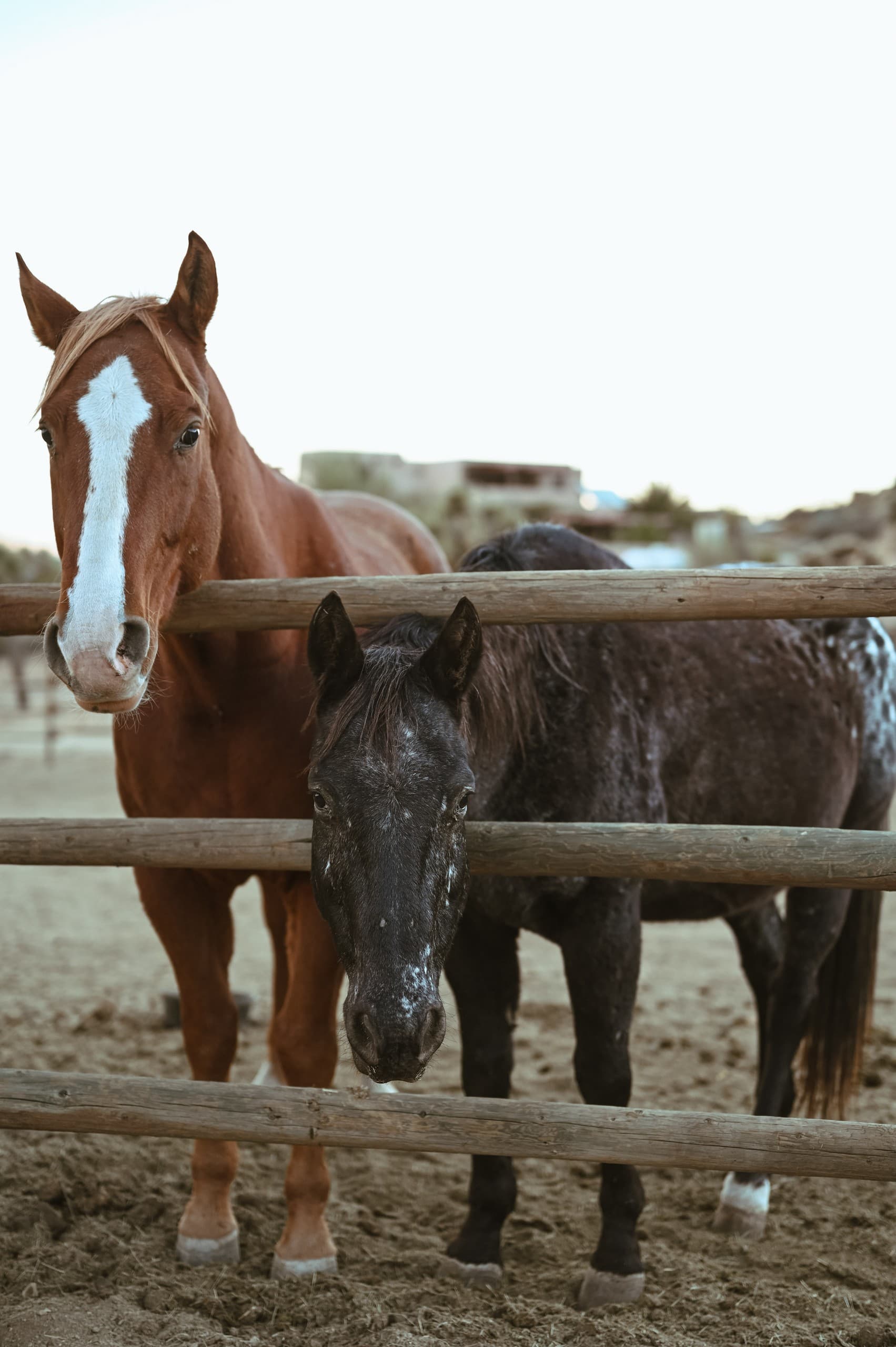 Sunset Horse Hangouts at Knob Hill Ranch, Yucca Valley — Evening Equine Experience