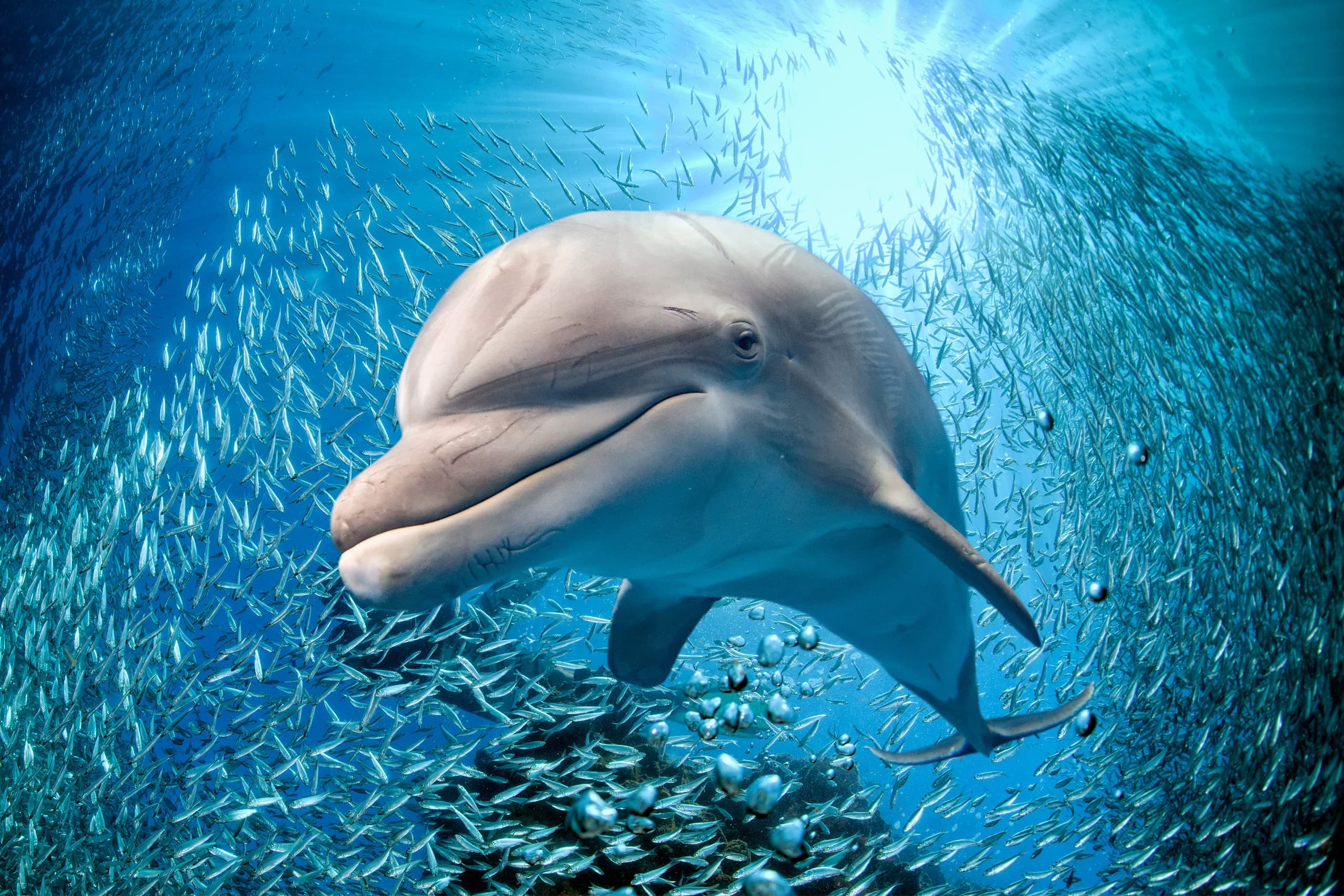 Sail with Dolphins and Explore St. Augustine’s Coastal Wildlife