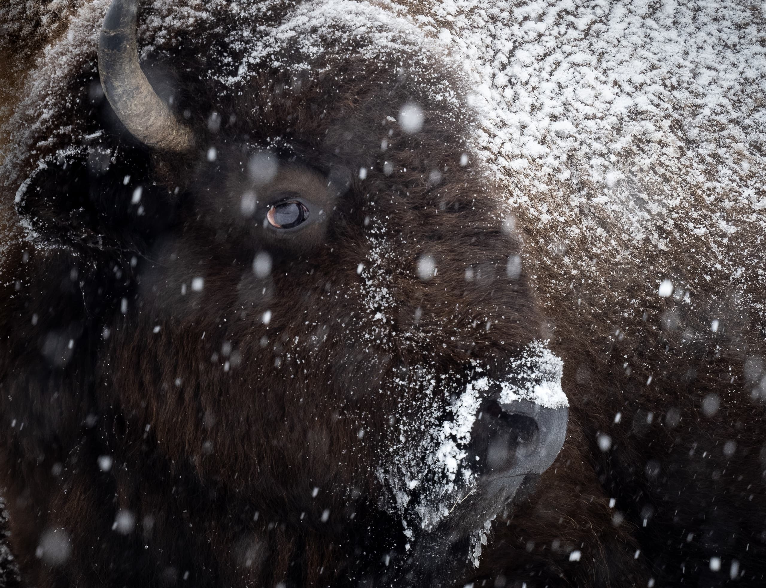 Wildlife & Landscape Photo Tour with Jackson Hole Wildlife Safaris in Grand Teton