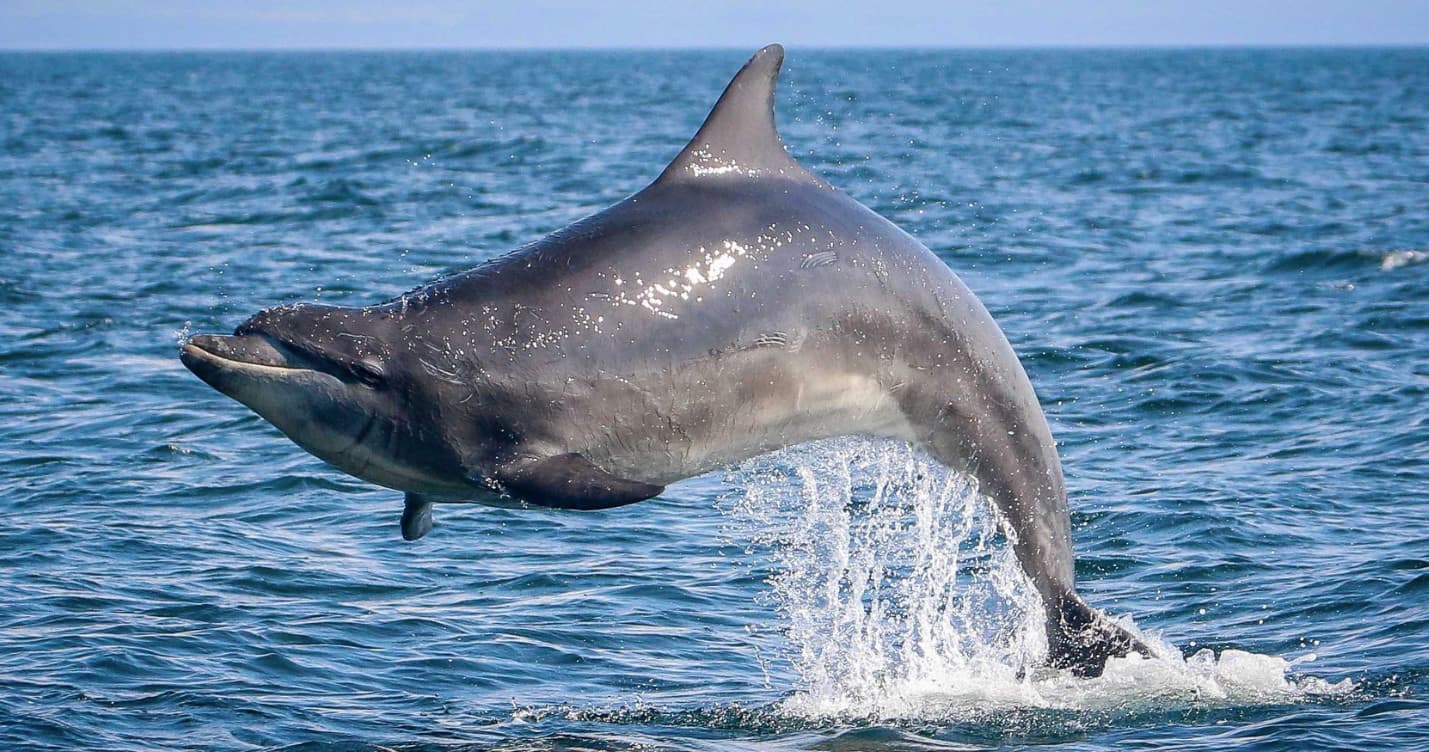 Bottlenose dolphin leaping out of blue ocean during boat tour