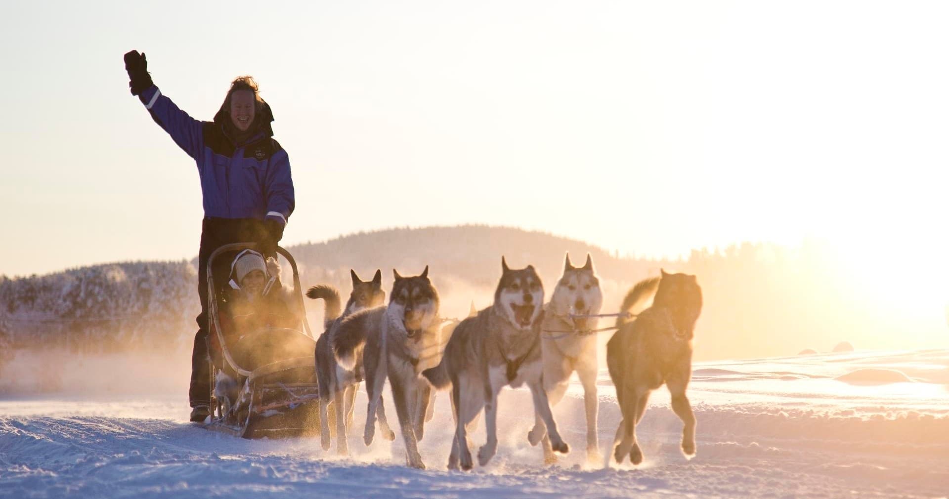 Winter Wildlife & Adventure: Husky Safari at Wilderness Hotel - Nellim
