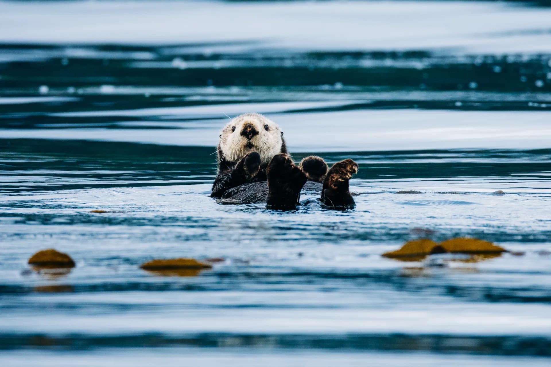 Islands of Wonder: Sitka Wildlife Boat Tour — 3-Hour Sea Safari