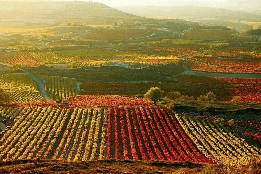 Aerial mosaic of colorful vineyard rows in Valle de Guadalupe