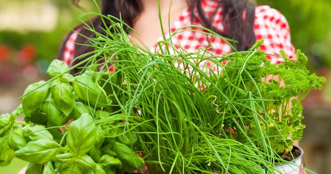 Land Adventures: Tuscany Aromatic Herb Experience at a Historic Farm