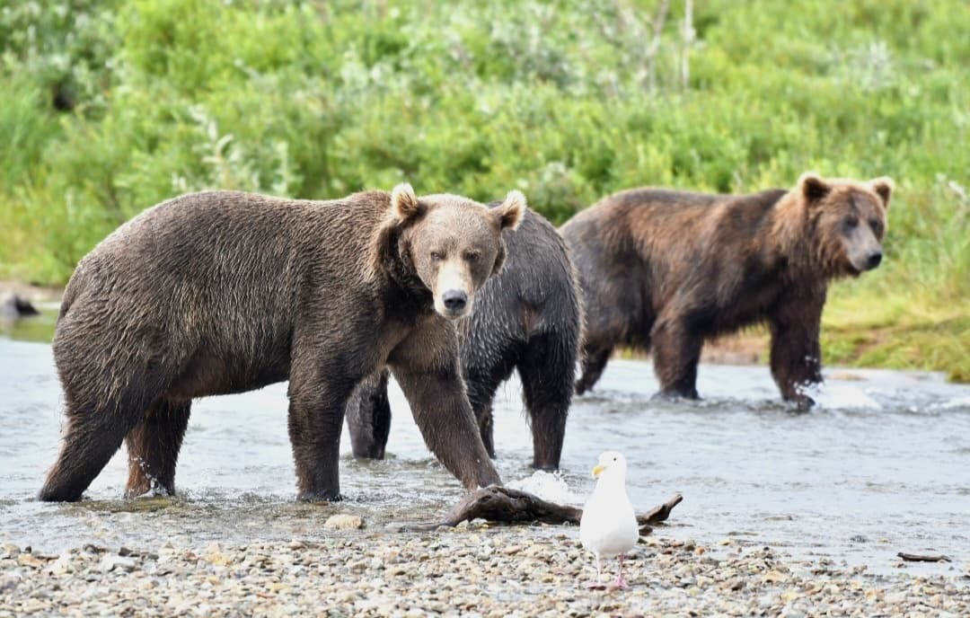 Alaska’s Untamed Bear Viewing Adventure at Moraine Creek and Crosswind Lake