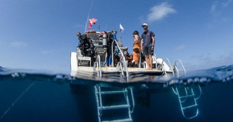 Two-Tank Scuba Cat Dives from Avalon: Explore Catalina Kelp Forests