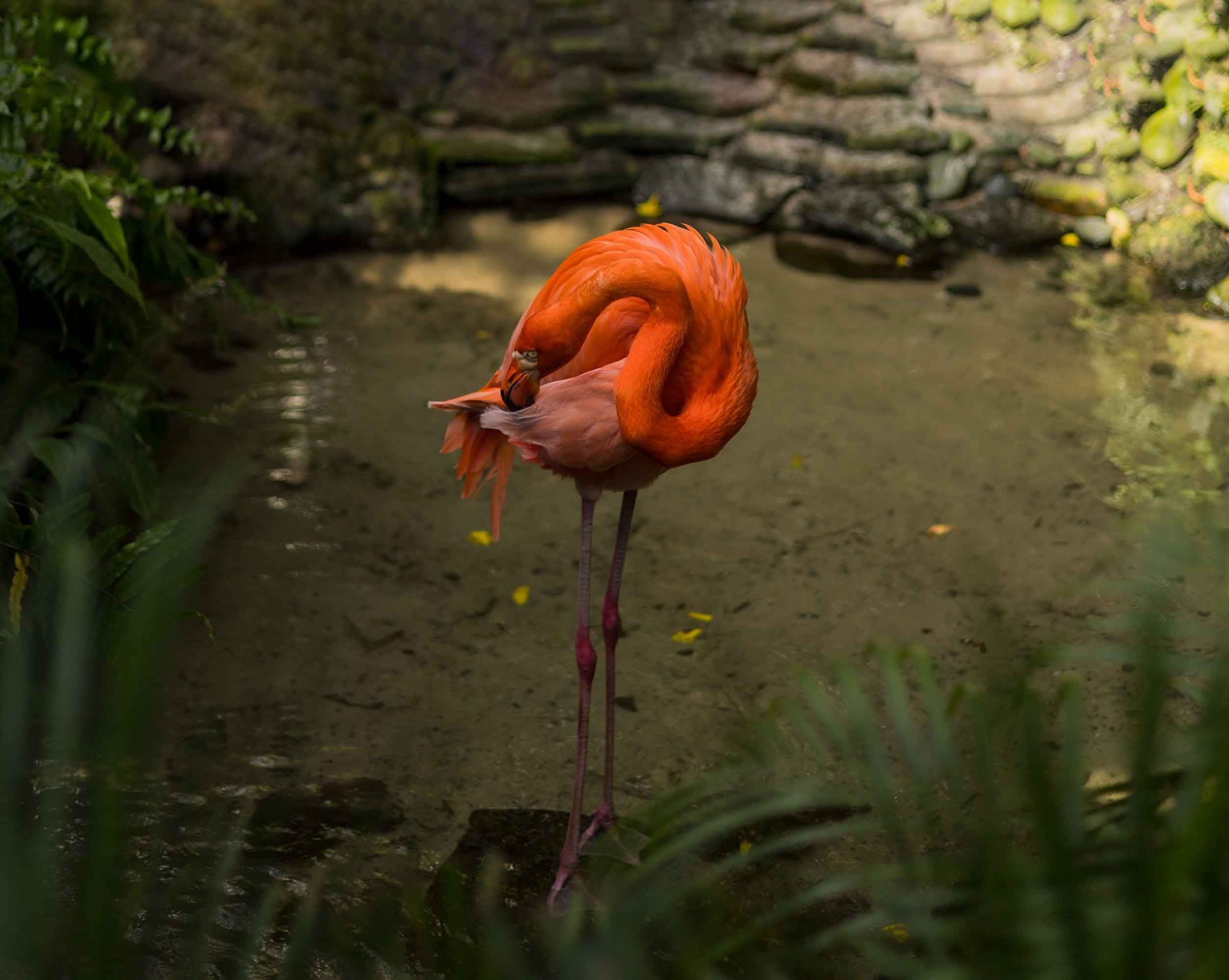 Key West Butterfly and Nature Conservatory Experience