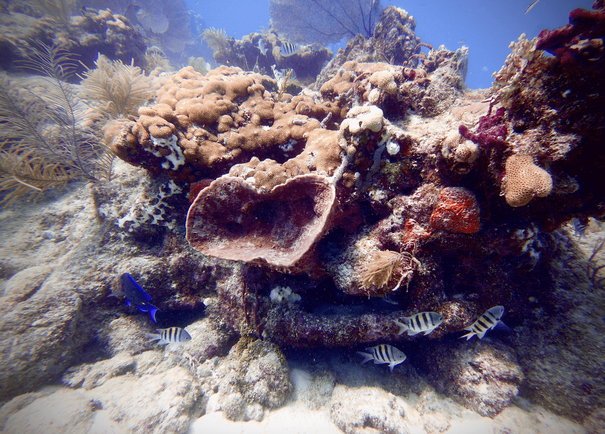 Afternoon 2-Tank Reef Dive in Key West, Florida