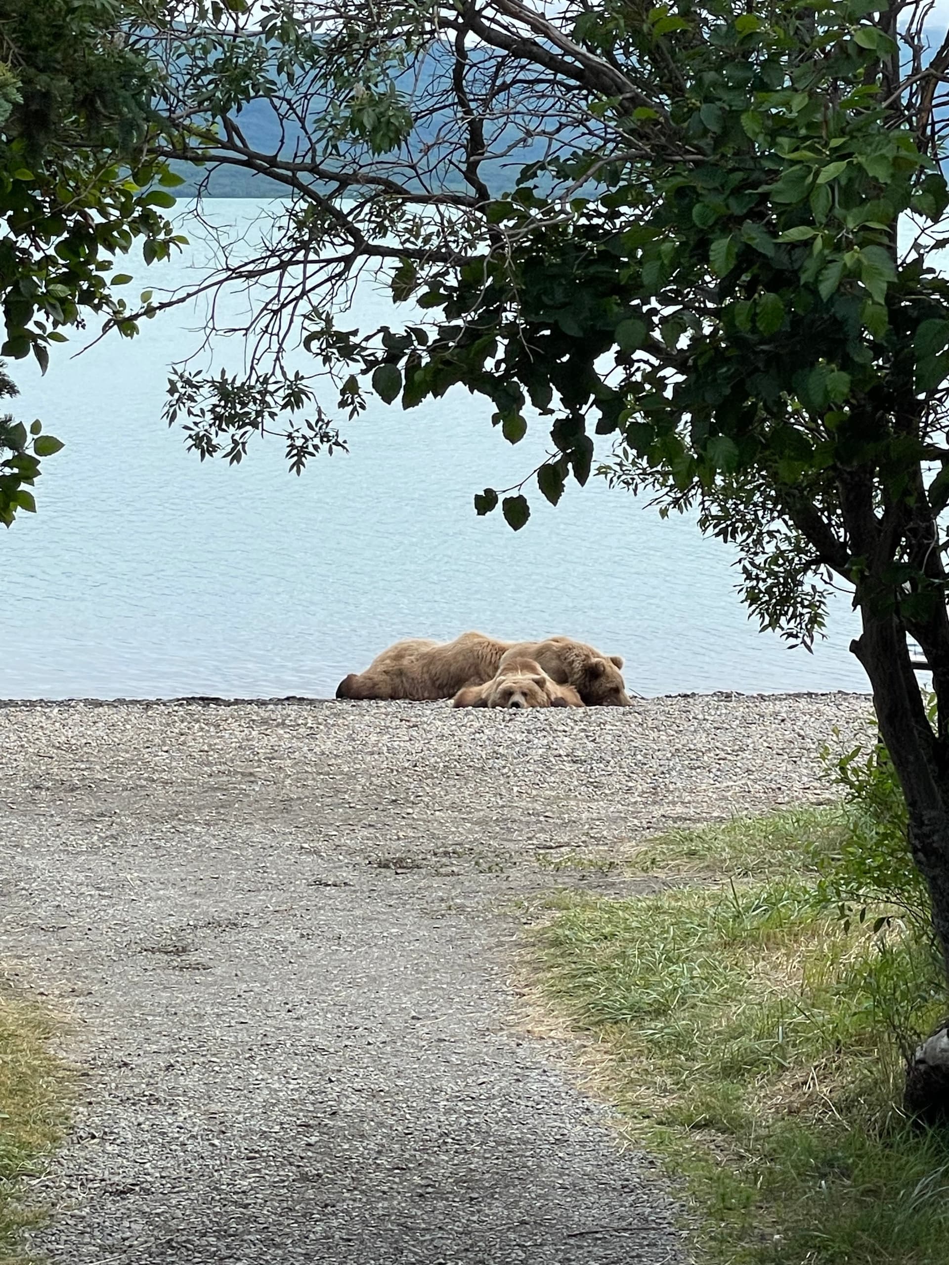 Bear Tracks & Tundra Flights: Palmer Flightseeing to Lake Clark Bear Country photo 1