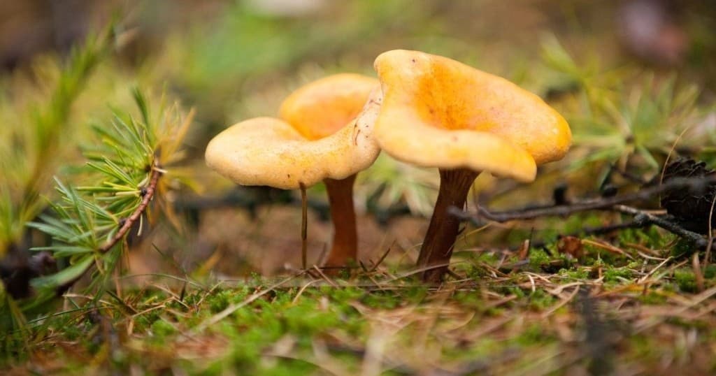Mushroom Foraging Walks in Loosdrecht's Autumn Forests