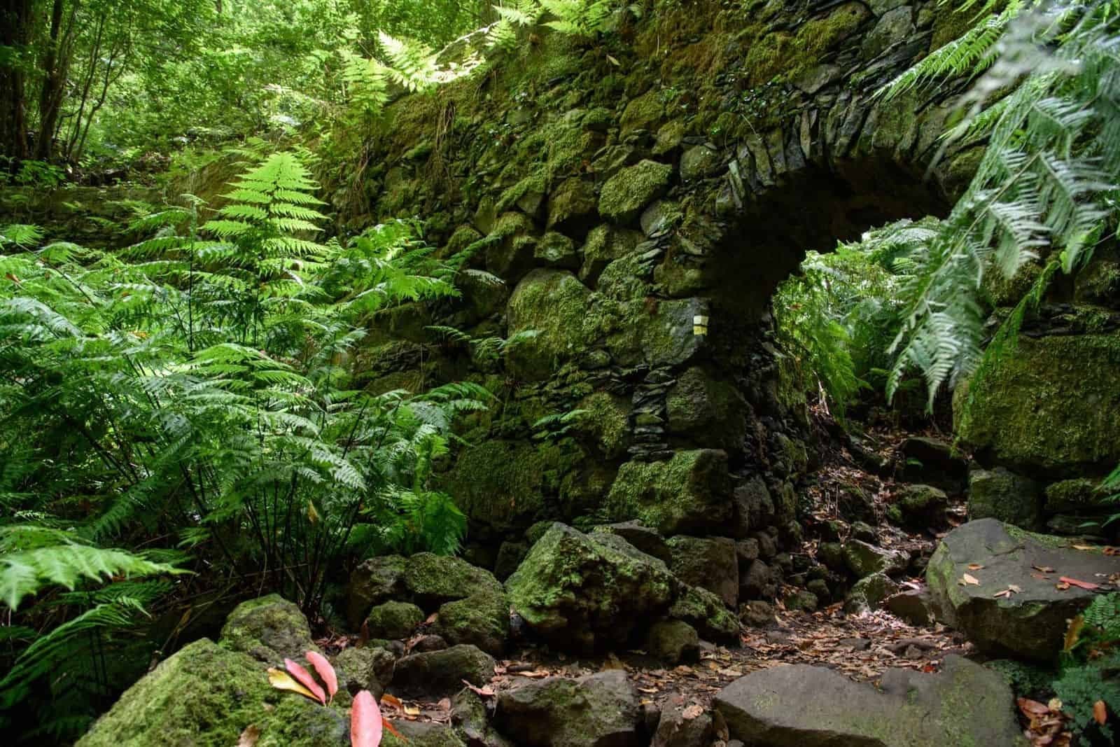 Cubo de la Galga Hike: La Palma’s Ancient Laurisilva to Somada Alta Viewpoint